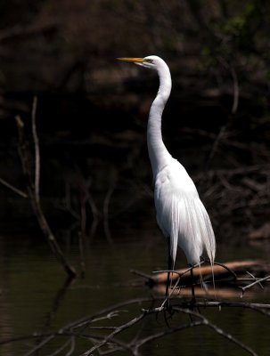 Egret Feeling Hungry_7.jpg