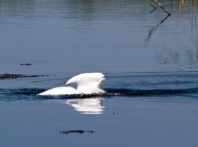 Egret Feeling Hungry_2.jpg