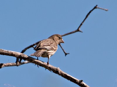 Blue SKy Sparrow.jpg