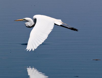 Egret Feeling Hungry_9.jpg