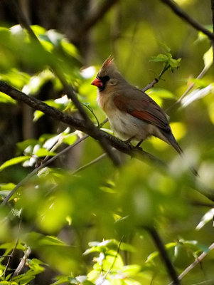 Cardinal in the Woods