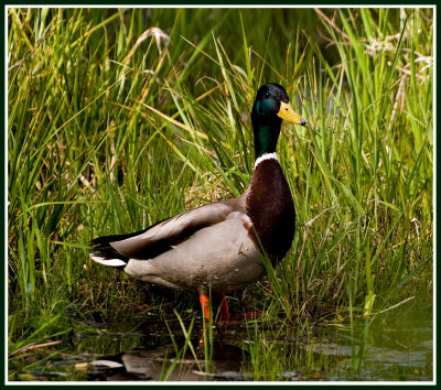 Mallard n Dappled Light crop.jpg