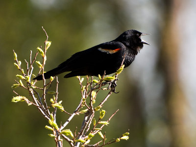 Red-winged Blackbird.jpg