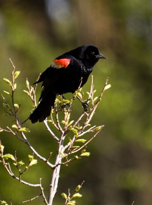 Red-winged Blackbird_1.jpg