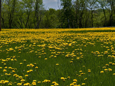 Lawns in Bloom.jpg