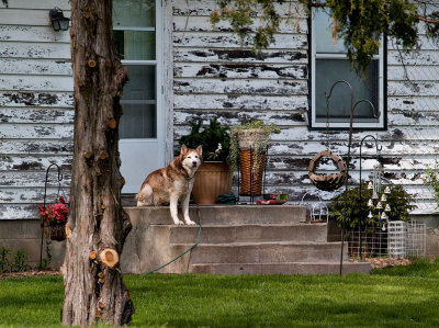 Old Dog on the Porch _1.jpg