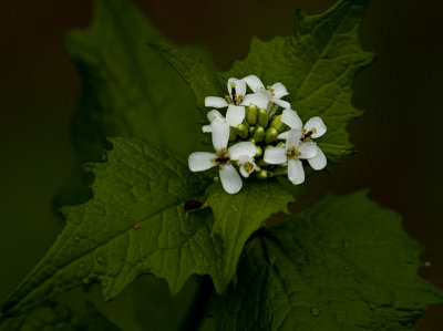 Tiny White Flowers.jpg