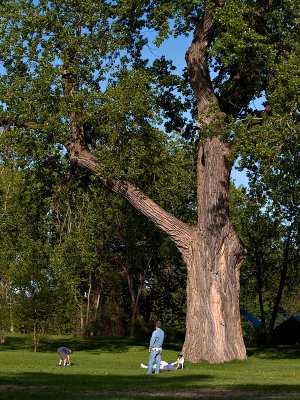 Under The Big Cottonwood_1.jpg