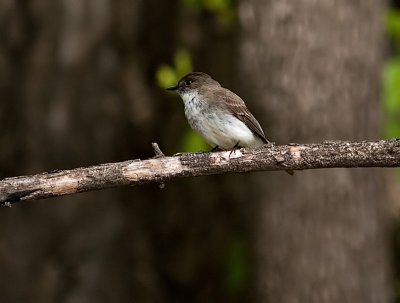 Little Brown Bird 