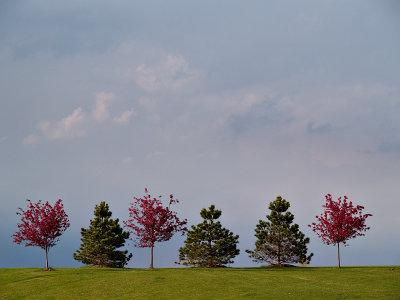 Trees on the Hill.jpg
