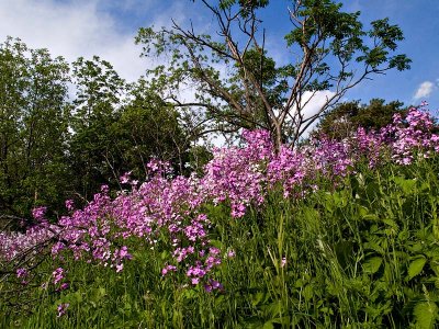 FLowers and Storms_1.jpg