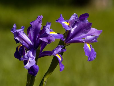 Iris Pair_1.jpg