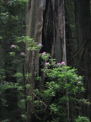 California Redwoods & Misc Northern California - June 2009