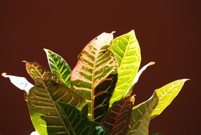 FLORA 2007
