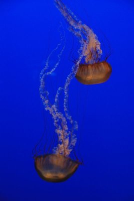 JELLY FISH