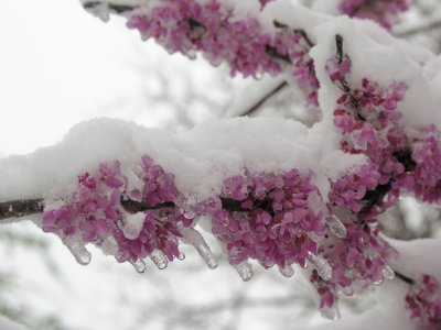 Enid, Ok Snow 2-28-09