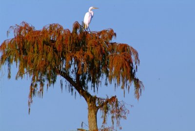 Egret in Fall Cypress
