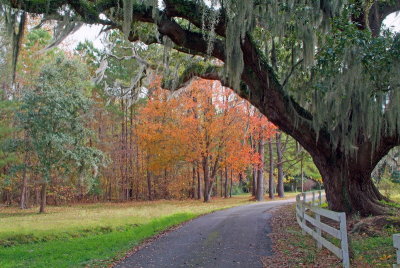 South Carolina in Fall