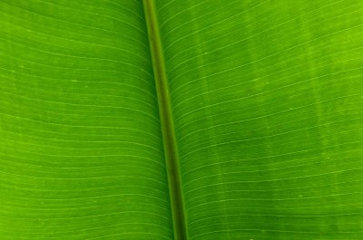 Banana Leaf