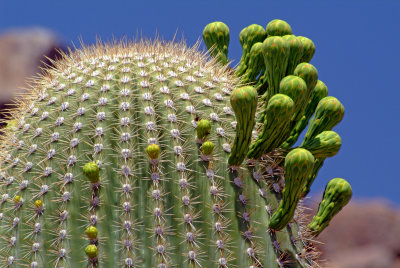 Budding Saguaro