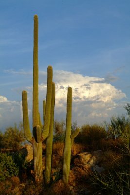 Saguaro by Dawn's Early Light