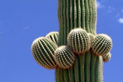 Saguaro Balls