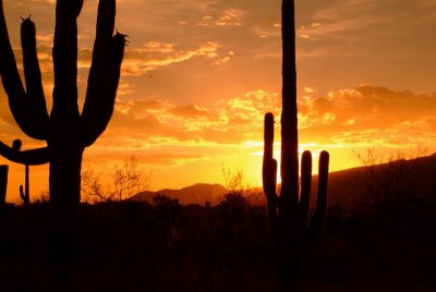 Sunrise Behind Saguaro