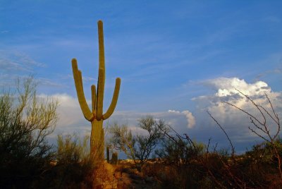 Saguaro at Sunrise