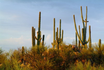 Saguaro in Morning Light