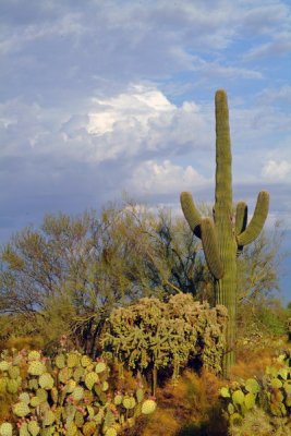 Saguaro and Cholla