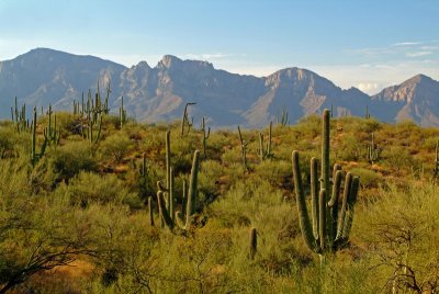 Saguaro in Palo Verde