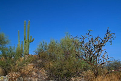 Hilltop Saguaro