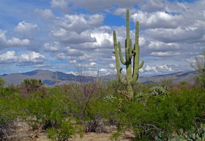 Saguaro NP East