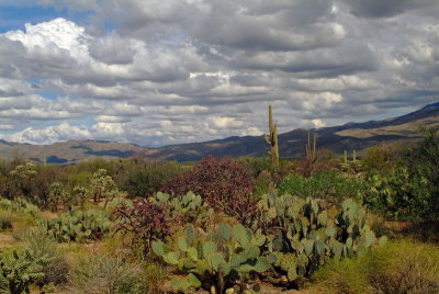 Sonoran Desert Brushlands