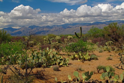 Sonoran Desert Brushlands
