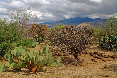 Sonoran Desert Brushlands