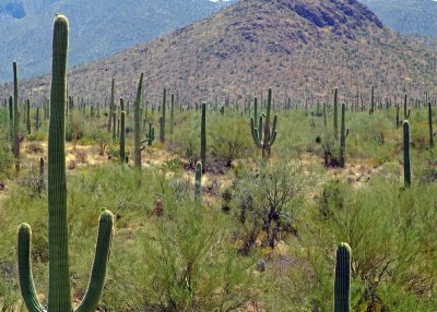 Saguaro NP West