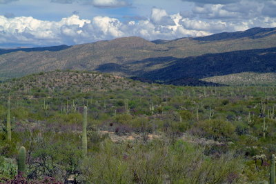 Saguaro NP East