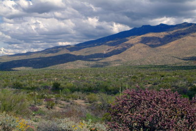 Saguaro NP East