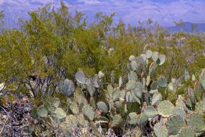 Prickly Pear and Creosote Bushes