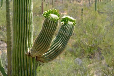 Saguaro Flower Buds