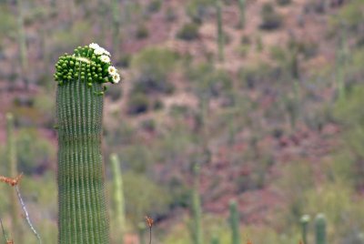 Flowering Saguaro