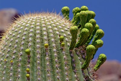 Budding Saguaro
