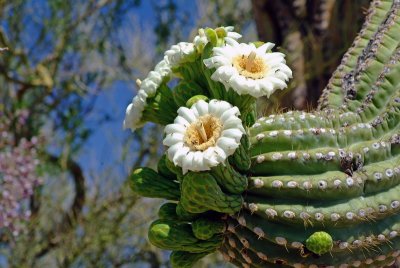 Saguaro Blossums