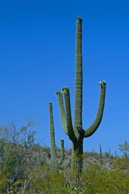 Western Saguaro