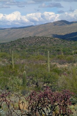 Saguaro Park East