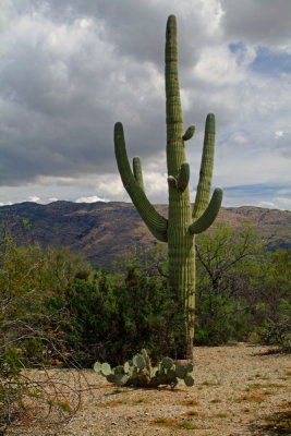Lone Saguaro in Scrub