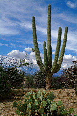 Ancient Saguaro