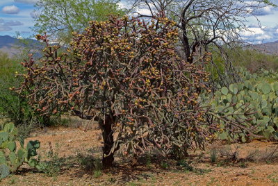 Fruiting Cholla