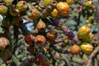 Cholla Fruit